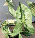 Pianta Di Alocasia Artificiale 75Cm Con Vaso Nero