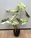 Pianta Di Alocasia Artificiale 75Cm Con Vaso Nero