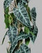 Pianta Di Alocasia Artificiale 80Cm In Vaso Verde