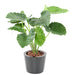 Pianta Artificiale Alocasia Calidora 65Cm Decorazione Interni