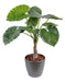 Pianta Di Alocasia Artificiale H.80 Cm Per Decorazione