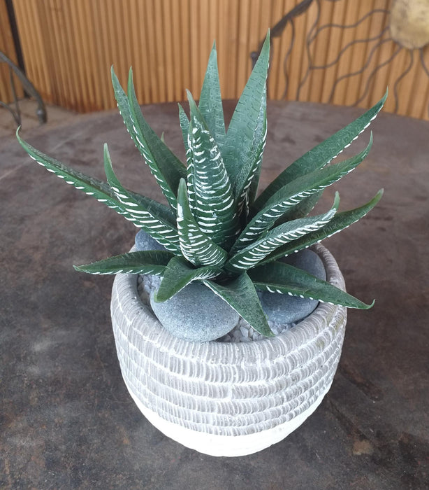 Pianta Artificiale Di Aloe Ferox 15Cm Verde Da Interno