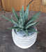 Pianta Artificiale Di Aloe Ferox 15Cm Verde Da Interno