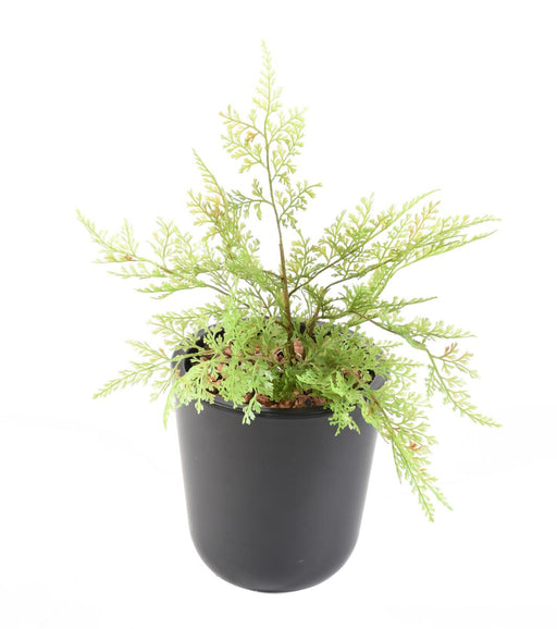 Pianta Artificiale Asparagi Palo 34Cm Verde