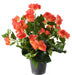 Pianta Artificiale Di Begonia Corallo Su Paletto 30 Cm