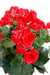 Pianta Artificiale Begonia Rossa 30Cm Su Paletto
