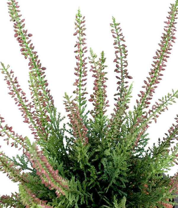 Pianta Artificiale Di Ciliegio Erica Su Palo 30Cm