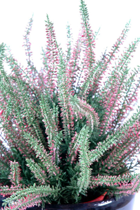 Pianta Artificiale Erica Rosa In Vaso 35Cm