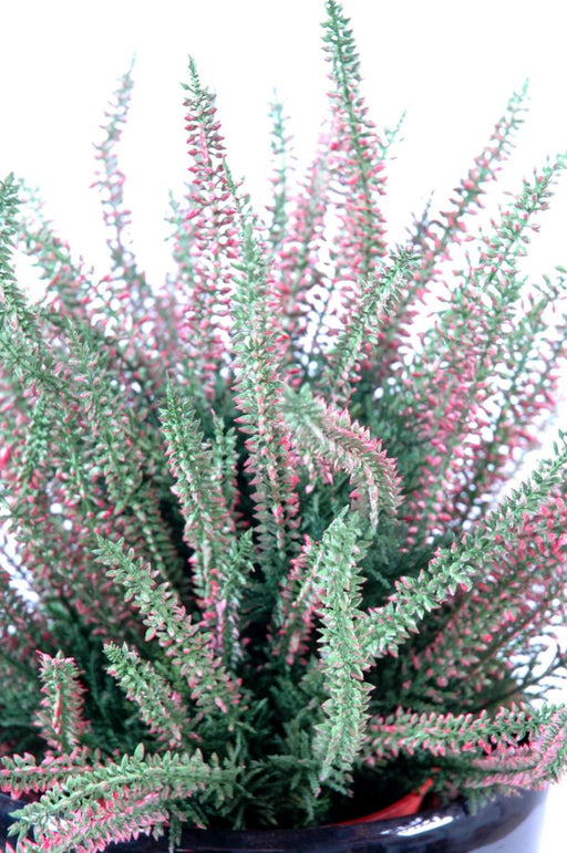 Pianta Artificiale Erica Rosa In Vaso 35Cm