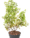 Pianta Artificiale Buxus Palo 50Cm Verde Scuro
