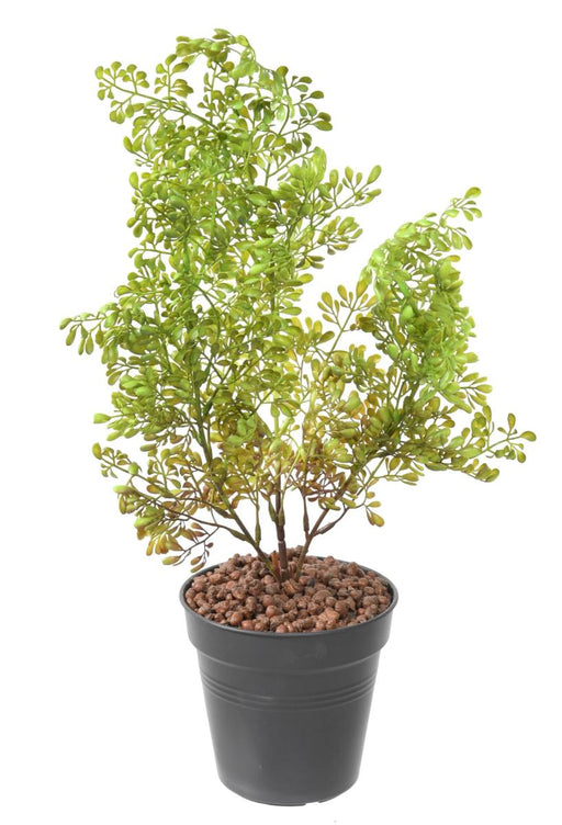 Pianta Artificiale Buxus Palo 50Cm Verde Scuro