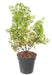 Pianta Artificiale Buxus Palo 50Cm Verde Scuro