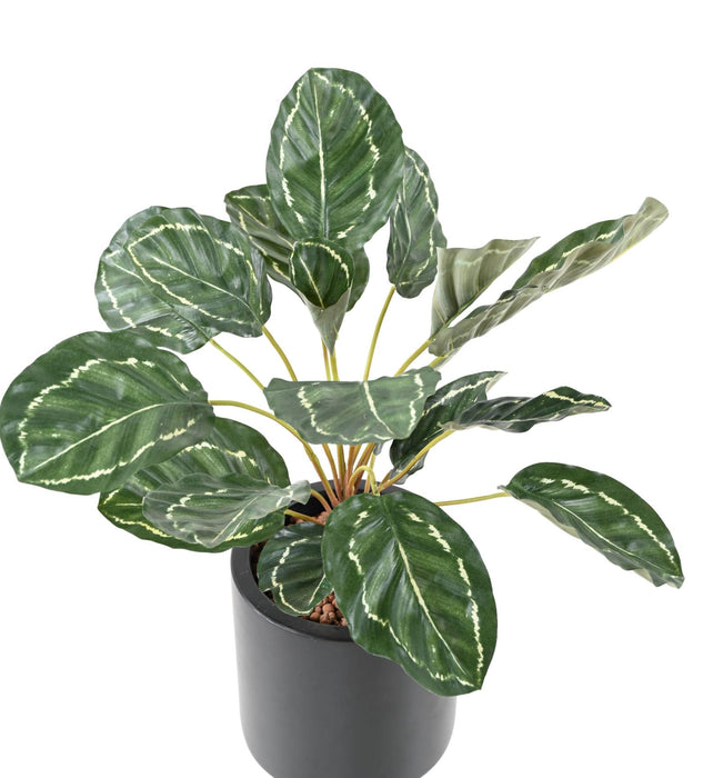 Pianta Artificiale Calathea 19 Foglie H.55Cm