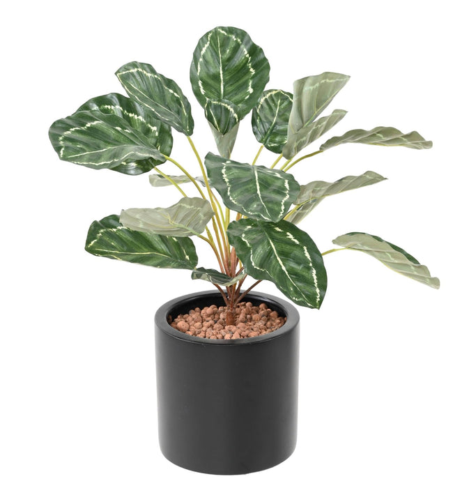 Pianta Artificiale Calathea 19 Foglie H.55Cm