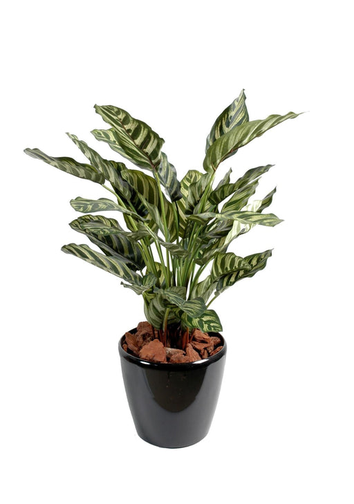 Pianta Artificiale Calathea Makoyana H.56Cm