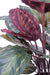 Pianta Artificiale Calathea Roseopicta 70Cm