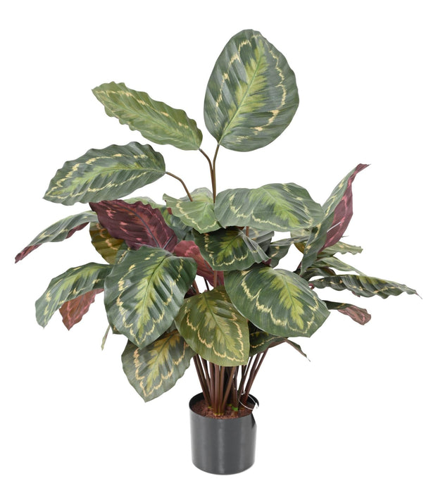 Pianta Artificiale Calathea Roseopicta 70Cm