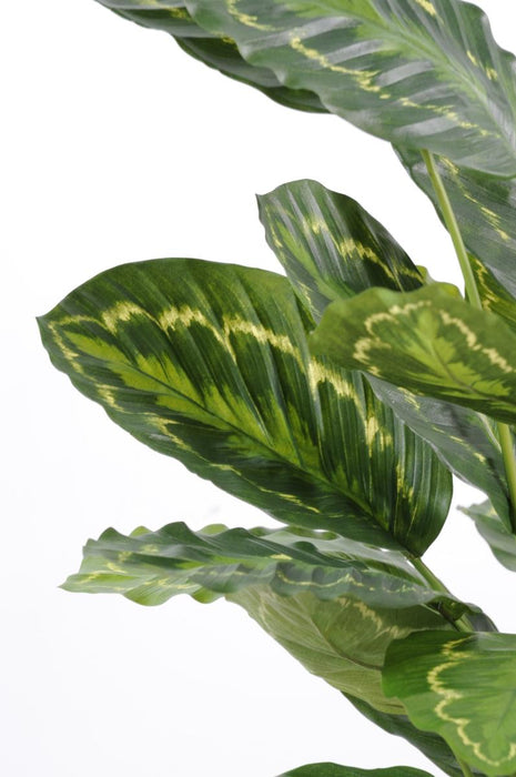 Pianta Artificiale Calathea Roseopicta 70Cm Verde