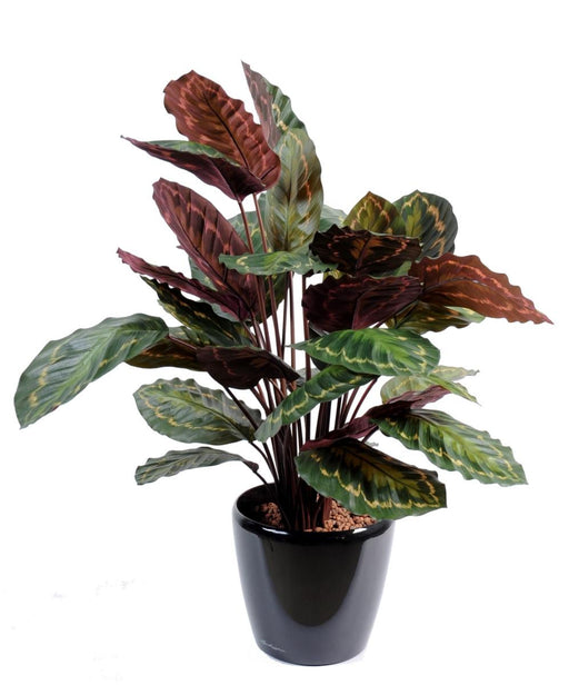 Pianta Artificiale Calathea Roseopicta 70Cm