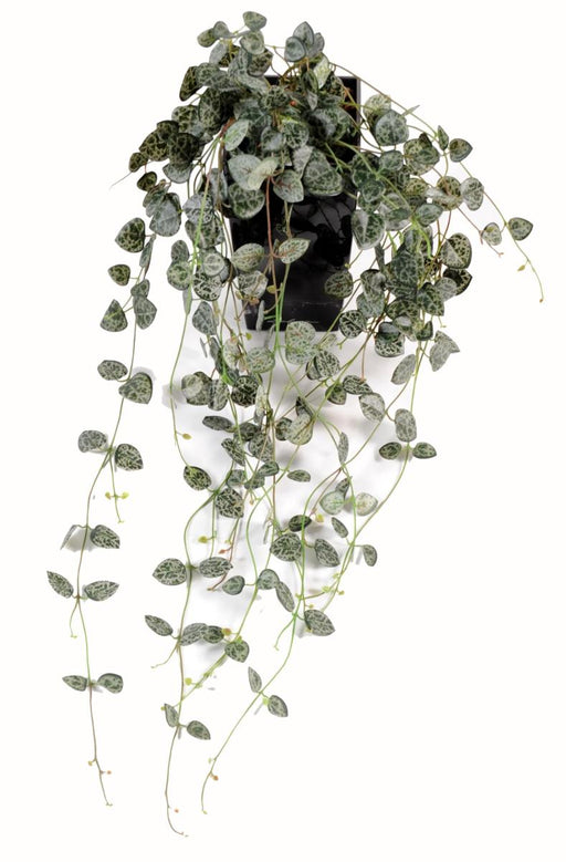 Pianta Artificiale Ceropegia Per Interni 60Cm