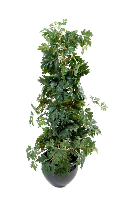 Pianta Artificiale Cissus 100Cm Decorazione Interni