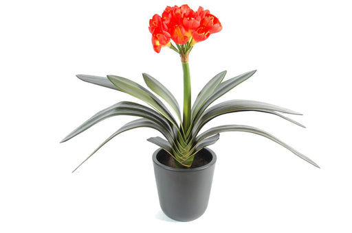 Pianta Clivia Artificiale 16 Fiori Giallo Arancio H.45Cm