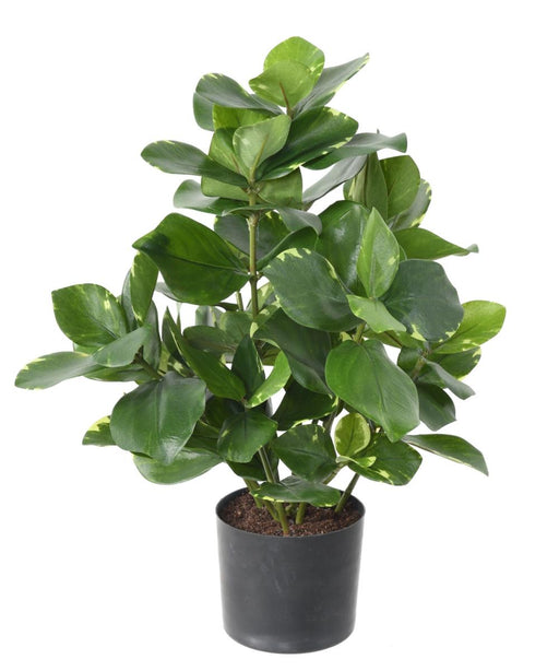 Pianta Artificiale Clusia 45 Cm Decorazione Interni