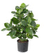 Pianta Artificiale Clusia 45 Cm Decorazione Interni