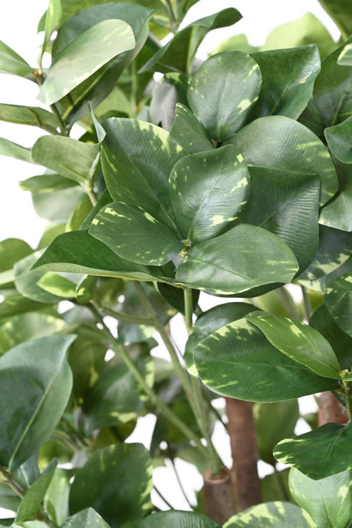 Pianta Artificiale Clusia Variegata 150 Cm Decorazione