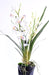 Pianta Cymbidium Artificiale H.80Cm Fiore Bianco