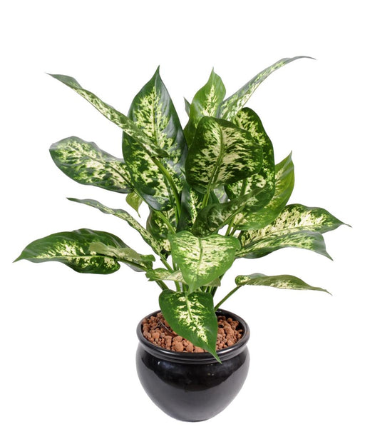 Pianta Dieffenbachia Artificiale 51 Cm In Vaso