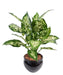 Pianta Dieffenbachia Artificiale 51 Cm In Vaso