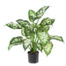 Pianta Dieffenbachia Artificiale 51 Cm In Vaso