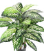 Pianta Artificiale Dieffenbachia 80Cm Decorazione Interni