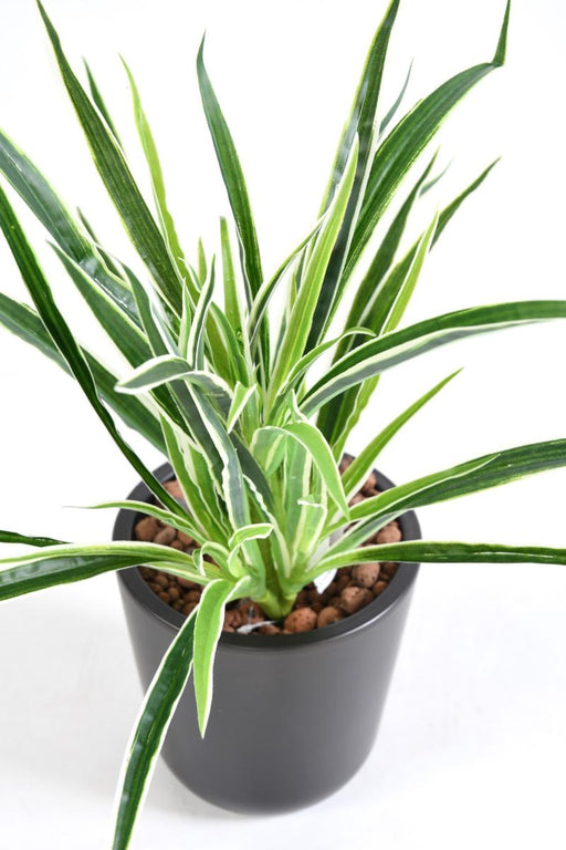 Pianta Artificiale Dracaena 4 Cespi H40Cm Variegata