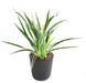 Pianta Artificiale Dracaena 4 Cespi H40Cm Variegata