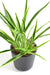 Pianta Artificiale Dracaena 4 Cespi H.40Cm