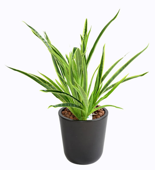 Pianta Artificiale Dracaena 4 Cespi H.40Cm