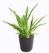 Pianta Artificiale Dracaena 4 Cespi H.40Cm