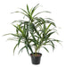 Pianta Artificiale Dracaena 45Cm Per La Decorazione D'interni