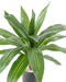 Pianta Artificiale Dracaena 55 Cm Decorazione D'interni