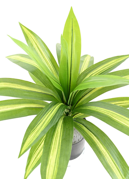 Pianta Artificiale Dracaena 55Cm Variegata