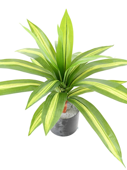 Pianta Artificiale Dracaena 55Cm Variegata