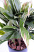 Pianta Artificiale Dracaena Cordyline 85Cm Verde Giallo