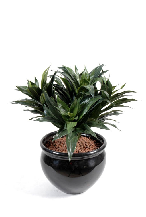 Pianta Artificiale Dracaena Fragans Su Palo 53Cm