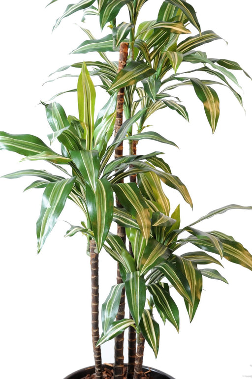Pianta Artificiale Dracaena Fragrans 4 Steli 145Cm