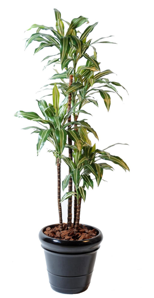 Pianta Artificiale Dracaena Fragrans 4 Steli 145Cm
