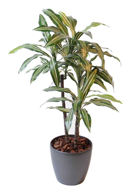 Pianta Artificiale Dracaena Fragrans 90Cm Decorativa