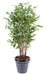 Pianta Artificiale Dracaena H150Cm Decorazione D'interni