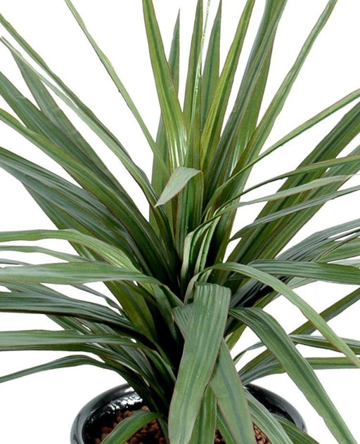 Pianta Artificiale Dracaena Marginata 45 Cm Decorazione